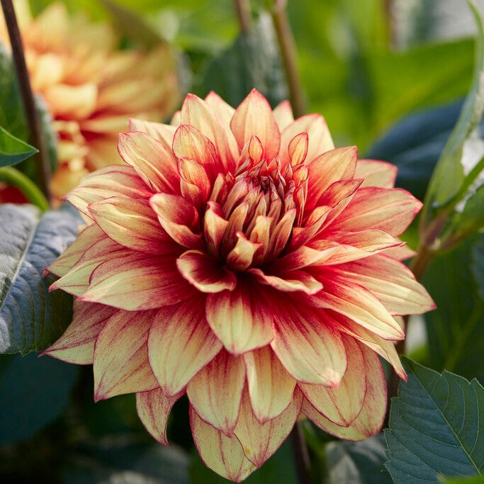 Dahlia Dekorativ Dazzling Magic 1-pakke